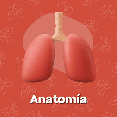 Anatomía | Odontología | UBA